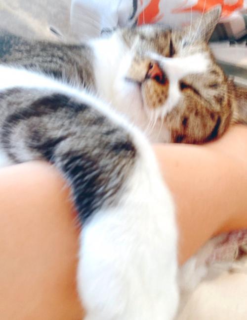 飼い主の腕に抱きつく猫