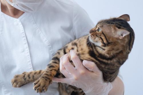 獣医師に抱かれて不安気なキジトラ猫