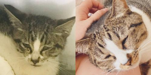 猫のビフォーアフター