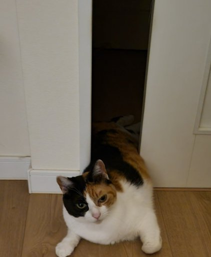 少し遠目から写したドアに挟まった猫