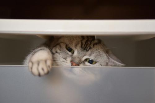 猫のイタズラ