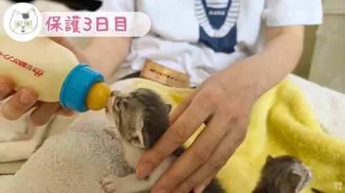 自分の番がきた子猫