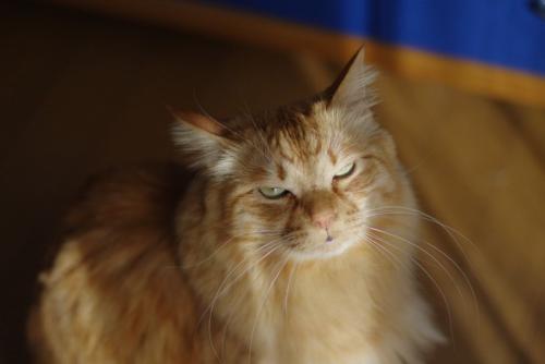 まぶしそうな表情の猫