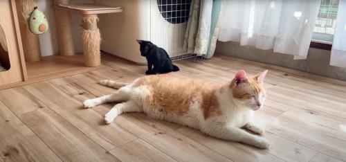 成猫のしっぽで遊んでいる子猫