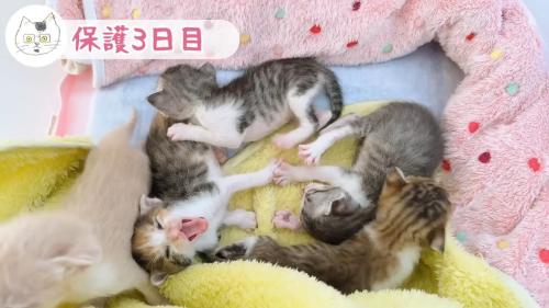 あくびが連鎖する子猫たち