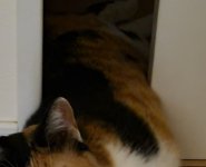 ドアに挟まった猫の体部分のみ