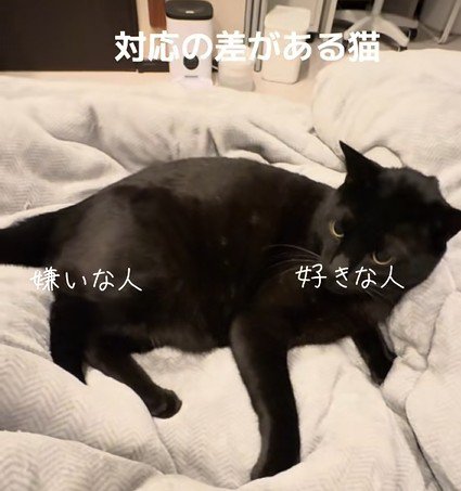 布団の上でくつろぐ黒猫