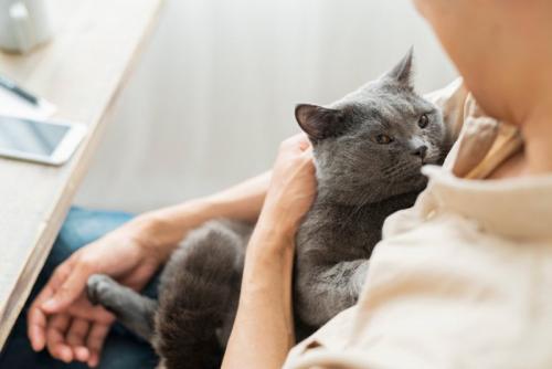 男性に抱きしめられる猫