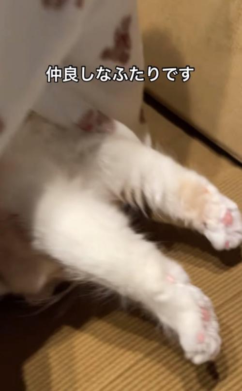 全身を伸ばす猫