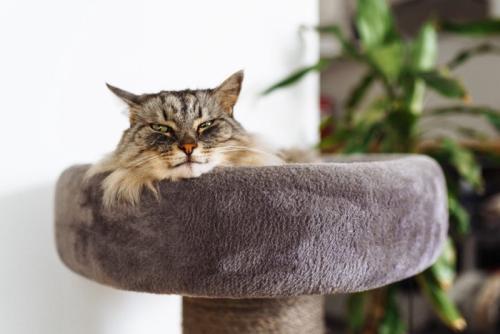 キャットタワーにいる猫