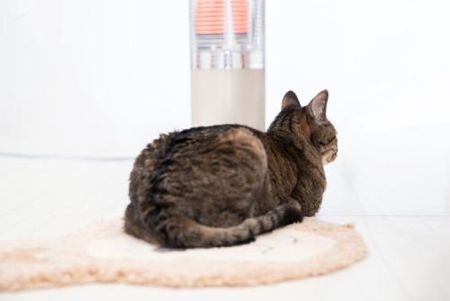 電気ストーブの前の猫