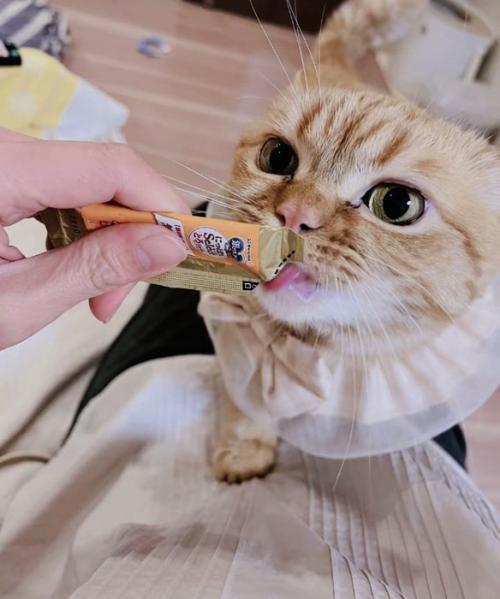 ママに猫用おやつをもらうミックス猫