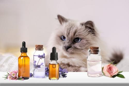 猫とアロマオイル