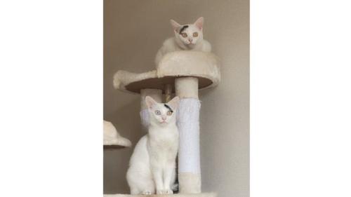 キャットタワーにいる猫