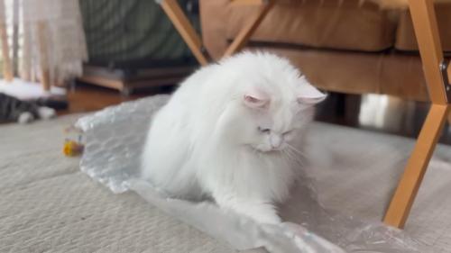 プチプチで遊ぶシロちゃん