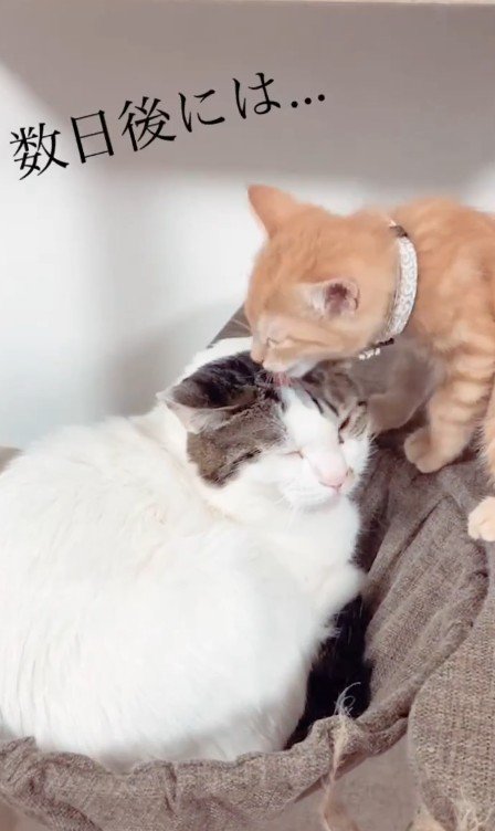 先住猫と子猫