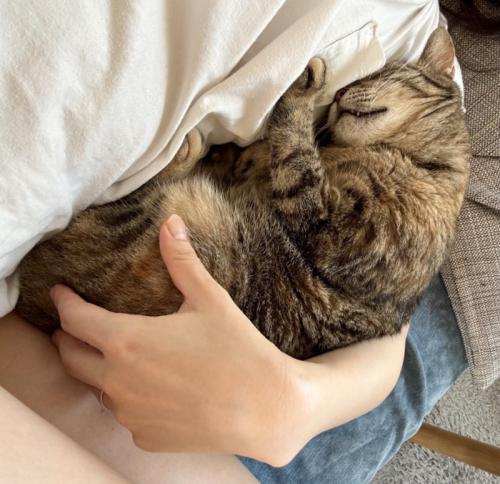 腕枕される猫