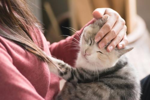 女性に抱っこされる猫