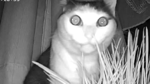 ペットカメラに映る猫