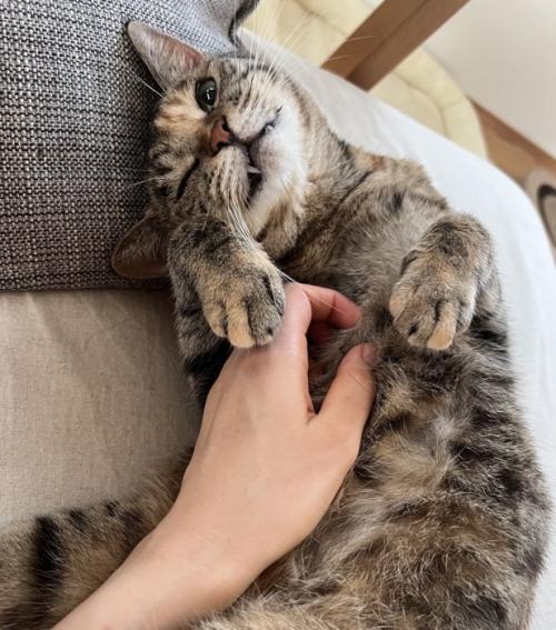 嬉しそうな猫