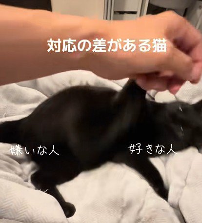 手を振り上げる猫