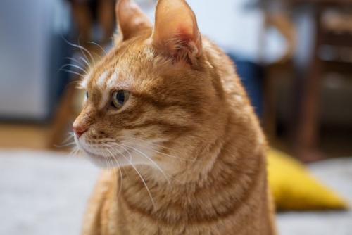 横を向いている猫