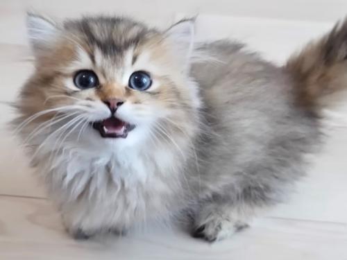 飼い主に鳴いている子猫