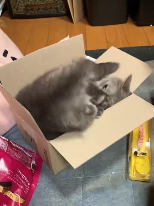 箱に仰向けで入る猫