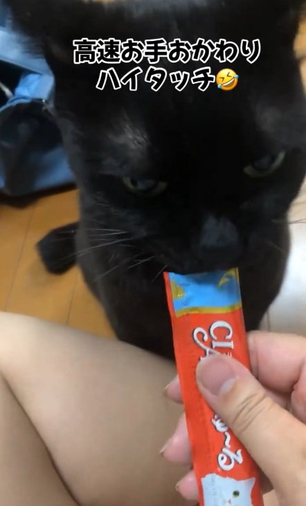 おやつをたべる黒猫