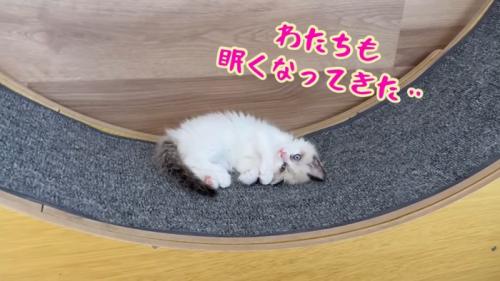 テロップ「わたちも眠く～」