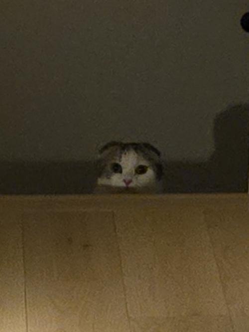 カメラ目線の猫
