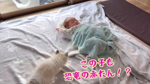 テロップ「この子も～」