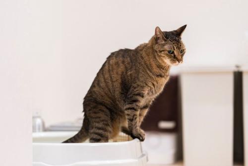 トイレ中の猫
