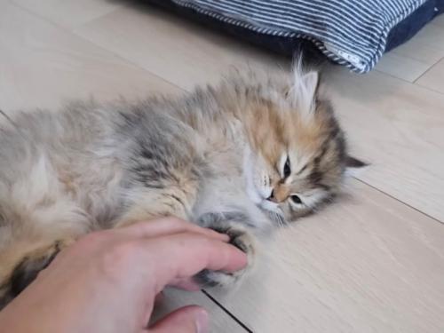 目が閉じていく子猫