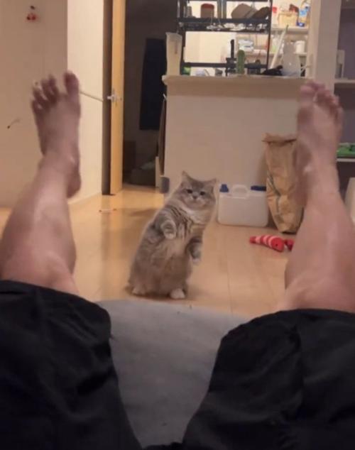 驚く猫