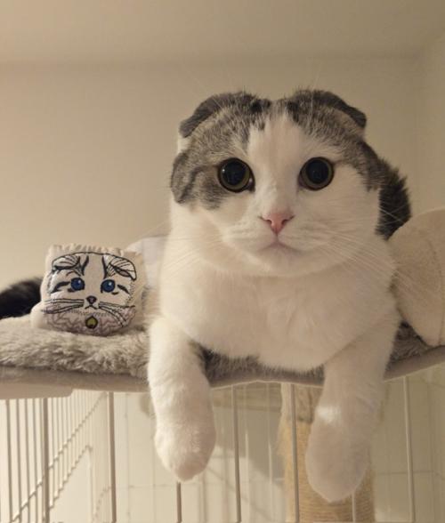 座る猫