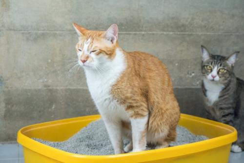 目を閉じて排泄する猫