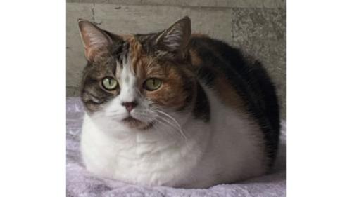 香箱座りしている猫