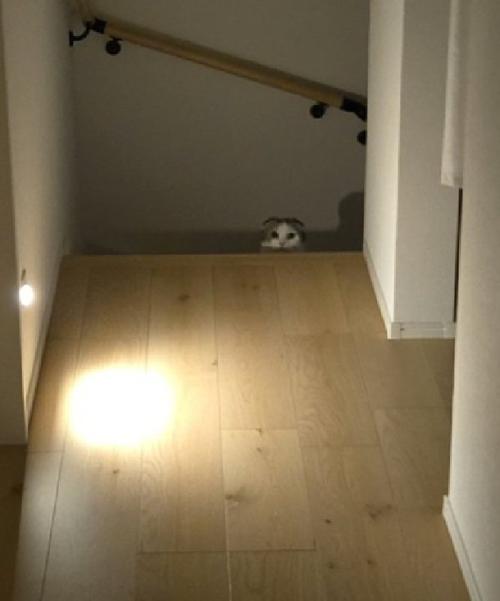 見つめる猫