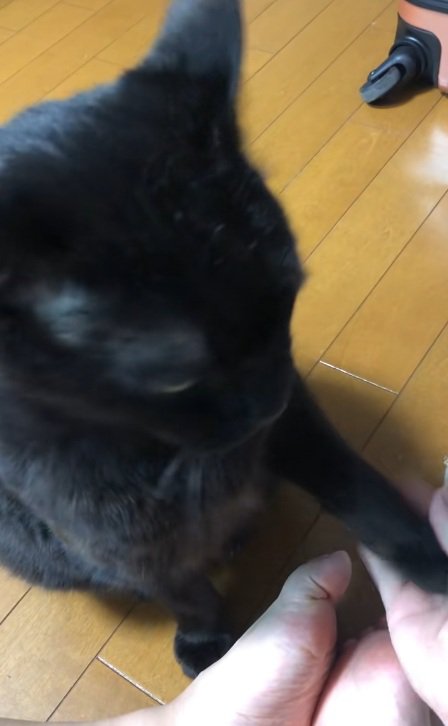 お手をする黒猫