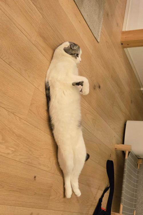 変な寝方をする猫