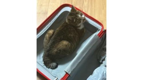 スーツケースと猫