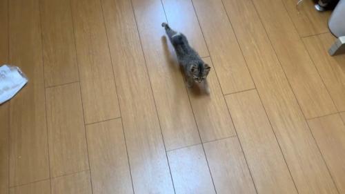 歩いてくるタロちゃん