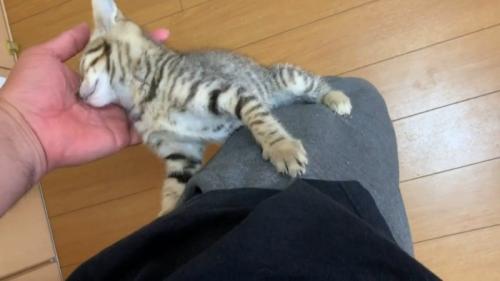 顔をなでなで