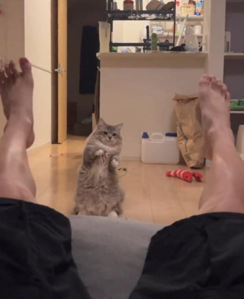 何度も驚く猫