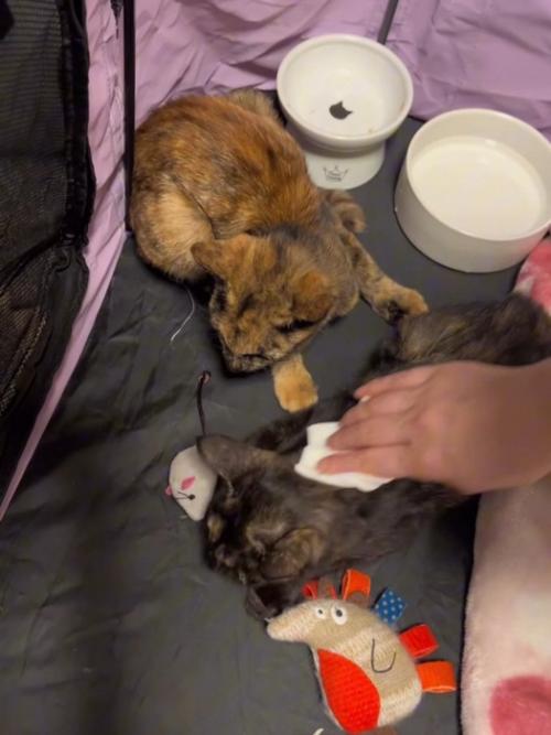 体を拭かれる子猫