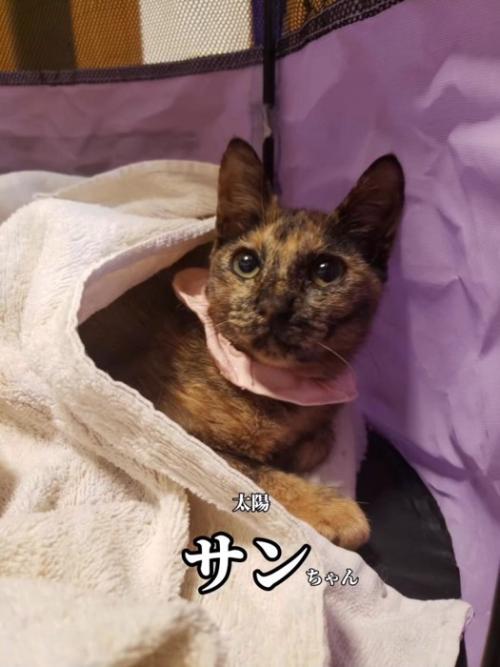 毛布にくるまる猫