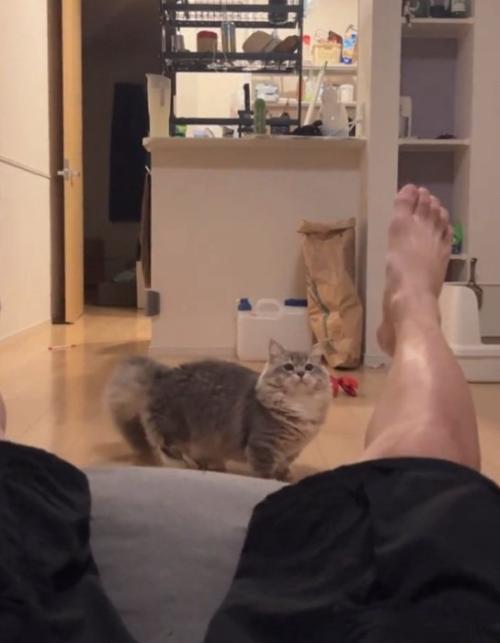 ビックリする猫