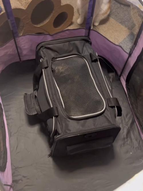 キャリーバッグの中にいる子猫