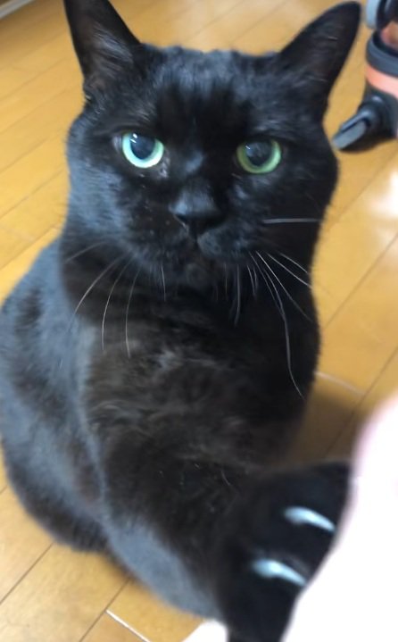 ハイタッチをする黒猫
